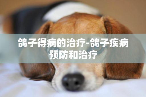 鴿子得病的治療-鴿子疾病預防和治療