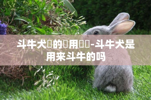 斗牛犬養的費用貴嗎-斗牛犬是用來斗牛的嗎