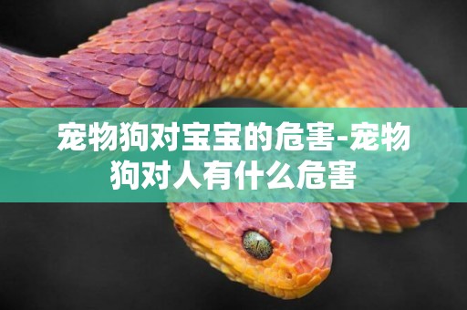 寵物狗對寶寶的危害-寵物狗對人有什么危害