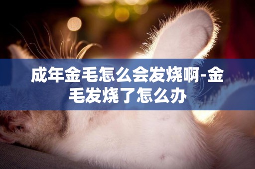 成年金毛怎么會發燒啊-金毛發燒了怎么辦