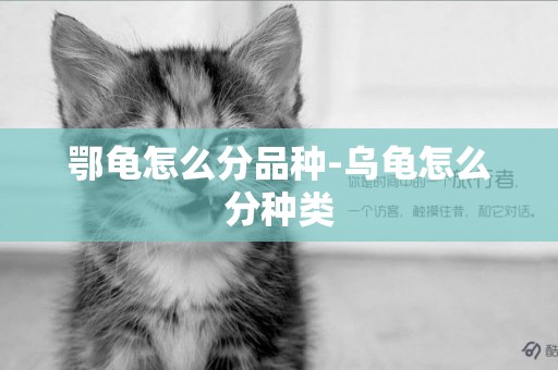 鄂龜怎么分品種-烏龜怎么分種類