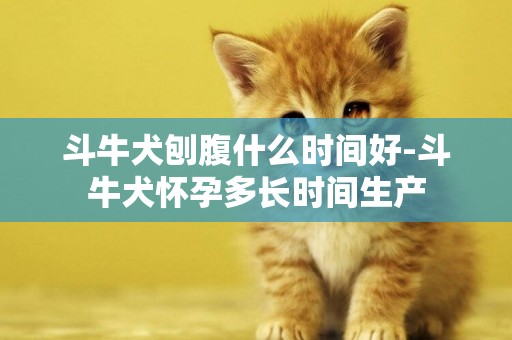 斗牛犬刨腹什么時間好-斗牛犬懷孕多長時間生產