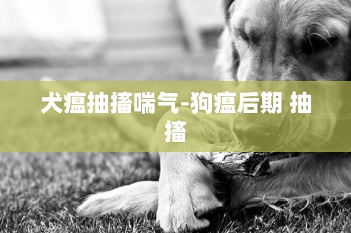 犬瘟抽搐喘氣-狗瘟后期 抽搐