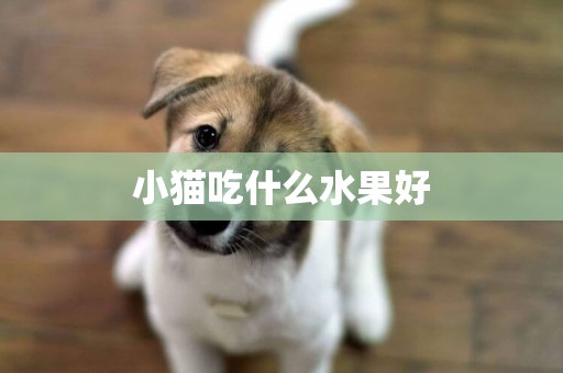 小貓吃什么水果好