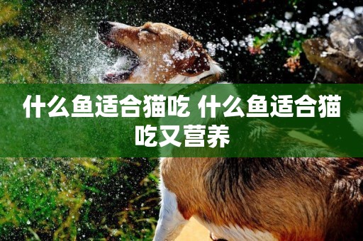 什么魚適合貓吃 什么魚適合貓吃又營養
