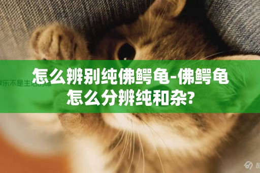 怎么辨別純佛鱷龜-佛鱷龜怎么分辨純和雜?