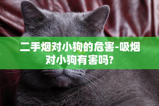二手煙對小狗的危害-吸煙對小狗有害嗎?