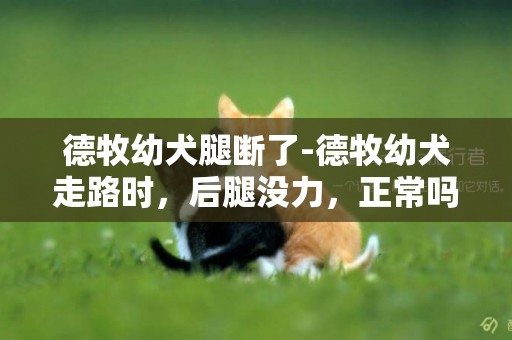德牧幼犬腿斷了-德牧幼犬走路時，后腿沒力，正常嗎