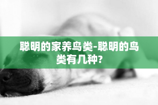 聰明的家養鳥類-聰明的鳥類有幾種?