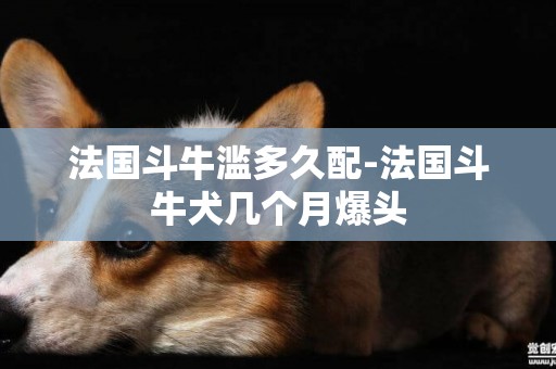 法國斗牛濫多久配-法國斗牛犬幾個月爆頭