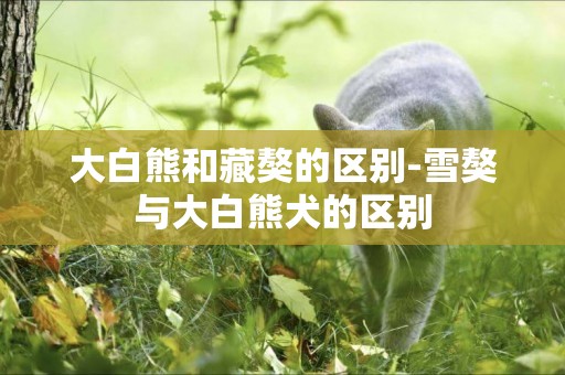 大白熊和藏獒的區別-雪獒與大白熊犬的區別