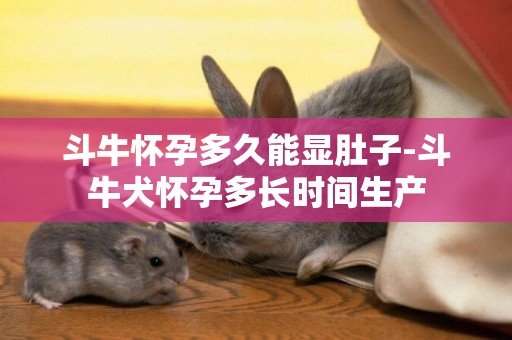 斗牛懷孕多久能顯肚子-斗牛犬懷孕多長時間生產