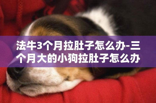 法牛3個月拉肚子怎么辦-三個月大的小狗拉肚子怎么辦