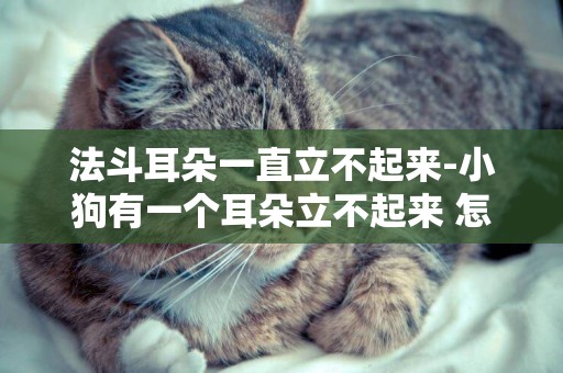 法斗耳朵一直立不起來-小狗有一個耳朵立不起來 怎么辦