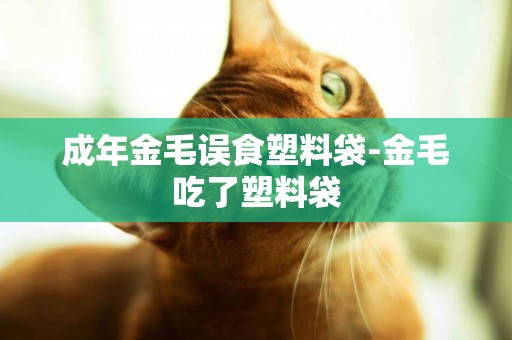 成年金毛誤食塑料袋-金毛吃了塑料袋