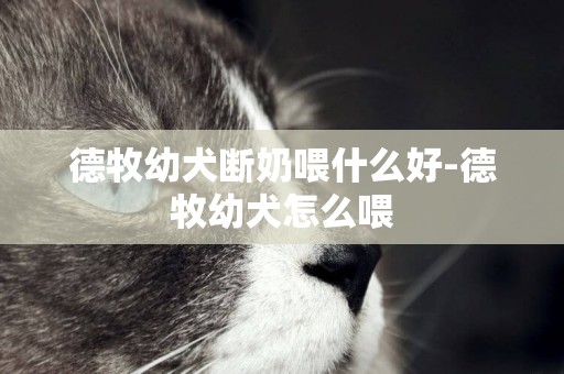 德牧幼犬斷奶喂什么好-德牧幼犬怎么喂