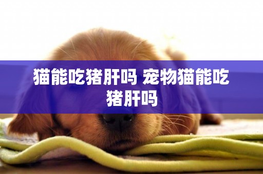 貓能吃豬肝嗎 寵物貓能吃豬肝嗎