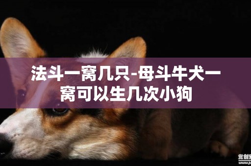 法斗一窩幾只-母斗牛犬一窩可以生幾次小狗