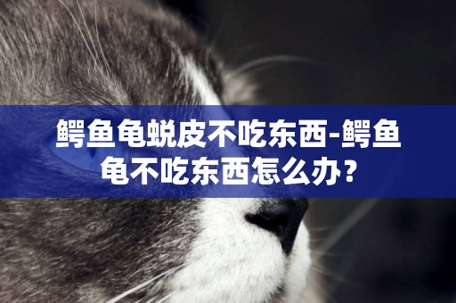 鱷魚龜蛻皮不吃東西-鱷魚龜不吃東西怎么辦？
