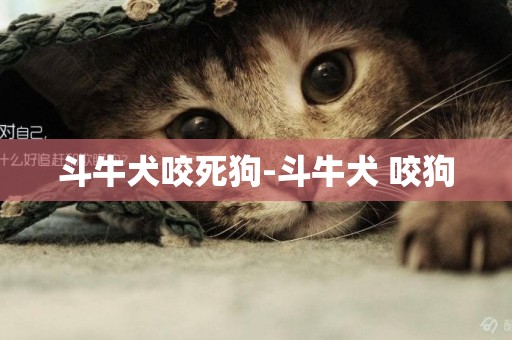 斗牛犬咬死狗-斗牛犬 咬狗