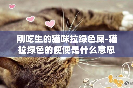 剛吃生的貓咪拉綠色屎-貓拉綠色的便便是什么意思