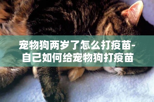 寵物狗兩歲了怎么打疫苗-自己如何給寵物狗打疫苗