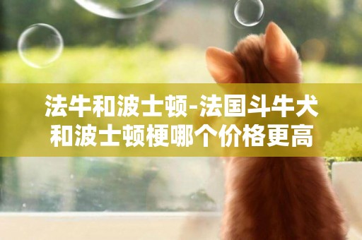 法牛和波士頓-法國斗牛犬和波士頓梗哪個價格更高
