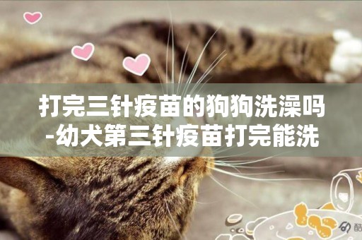 打完三針疫苗的狗狗洗澡嗎-幼犬第三針疫苗打完能洗澡嗎？