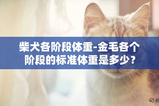 柴犬各階段體重-金毛各個階段的標準體重是多少？