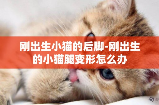 剛出生小貓的后腳-剛出生的小貓腿變形怎么辦