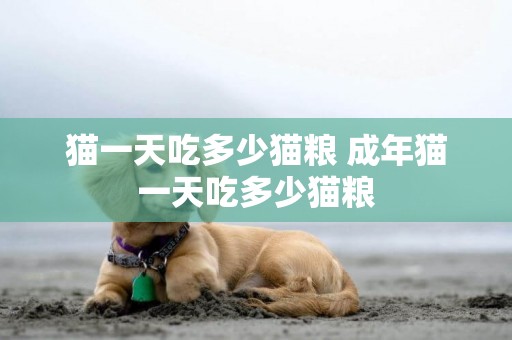 貓一天吃多少貓糧 成年貓一天吃多少貓糧