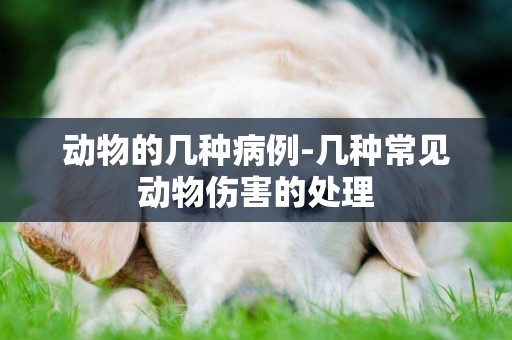 動物的幾種病例-幾種常見動物傷害的處理