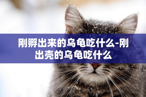 剛孵出來的烏龜吃什么-剛出殼的烏龜吃什么