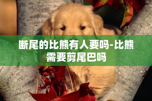 斷尾的比熊有人要嗎-比熊需要剪尾巴嗎