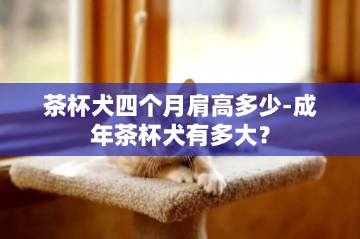 茶杯犬四個月肩高多少-成年茶杯犬有多大？