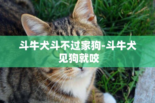 斗牛犬斗不過家狗-斗牛犬 見狗就咬