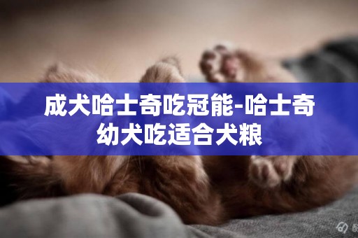 成犬哈士奇吃冠能-哈士奇幼犬吃適合犬糧