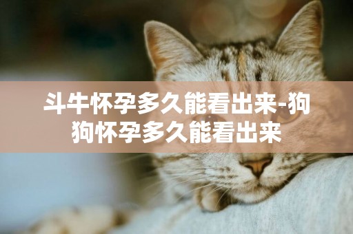 斗牛懷孕多久能看出來-狗狗懷孕多久能看出來