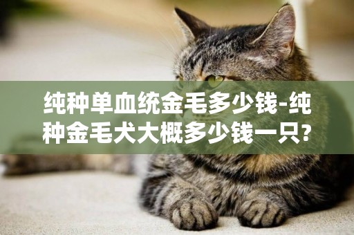純種單血統金毛多少錢-純種金毛犬大概多少錢一只?