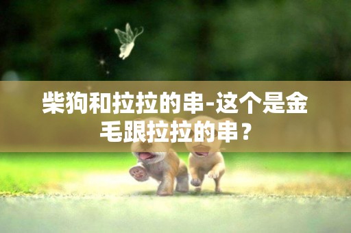 柴狗和拉拉的串-這個是金毛跟拉拉的串？