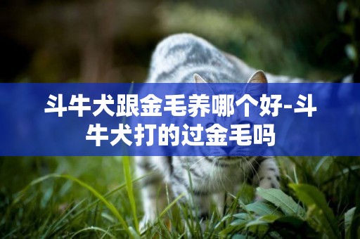 斗牛犬跟金毛養哪個好-斗牛犬打的過金毛嗎