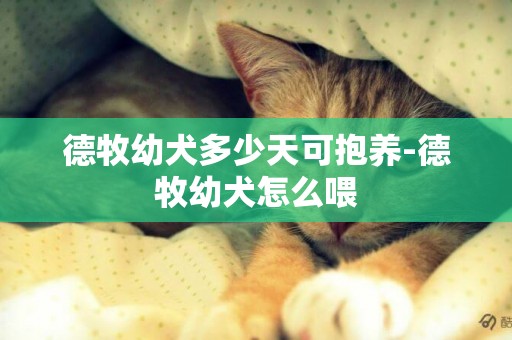 德牧幼犬多少天可抱養-德牧幼犬怎么喂