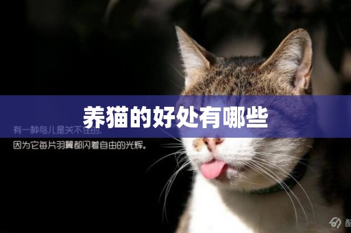 養貓的好處有哪些