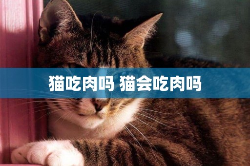 貓吃肉嗎 貓會吃肉嗎