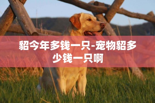 貂今年多錢一只-寵物貂多少錢一只啊
