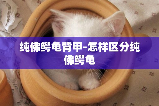 純佛鱷龜背甲-怎樣區分純佛鱷龜