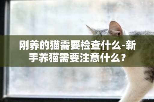 剛養的貓需要檢查什么-新手養貓需要注意什么？