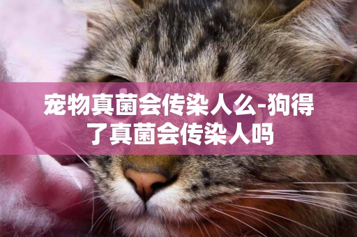 寵物真菌會傳染人么-狗得了真菌會傳染人嗎
