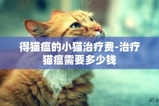 得貓瘟的小貓治療費-治療貓瘟需要多少錢