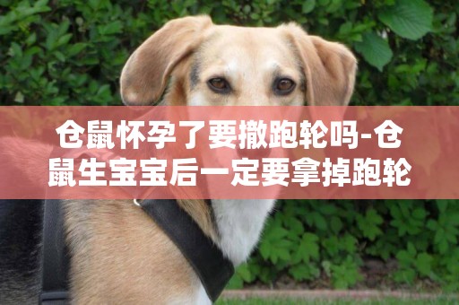 倉鼠懷孕了要撤跑輪嗎-倉鼠生寶寶后一定要拿掉跑輪嗎?